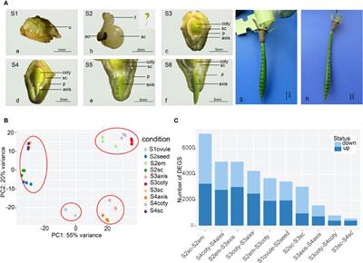 Uninterrupted embryonic growth leading to viviparous propagule formation in woody mangrove